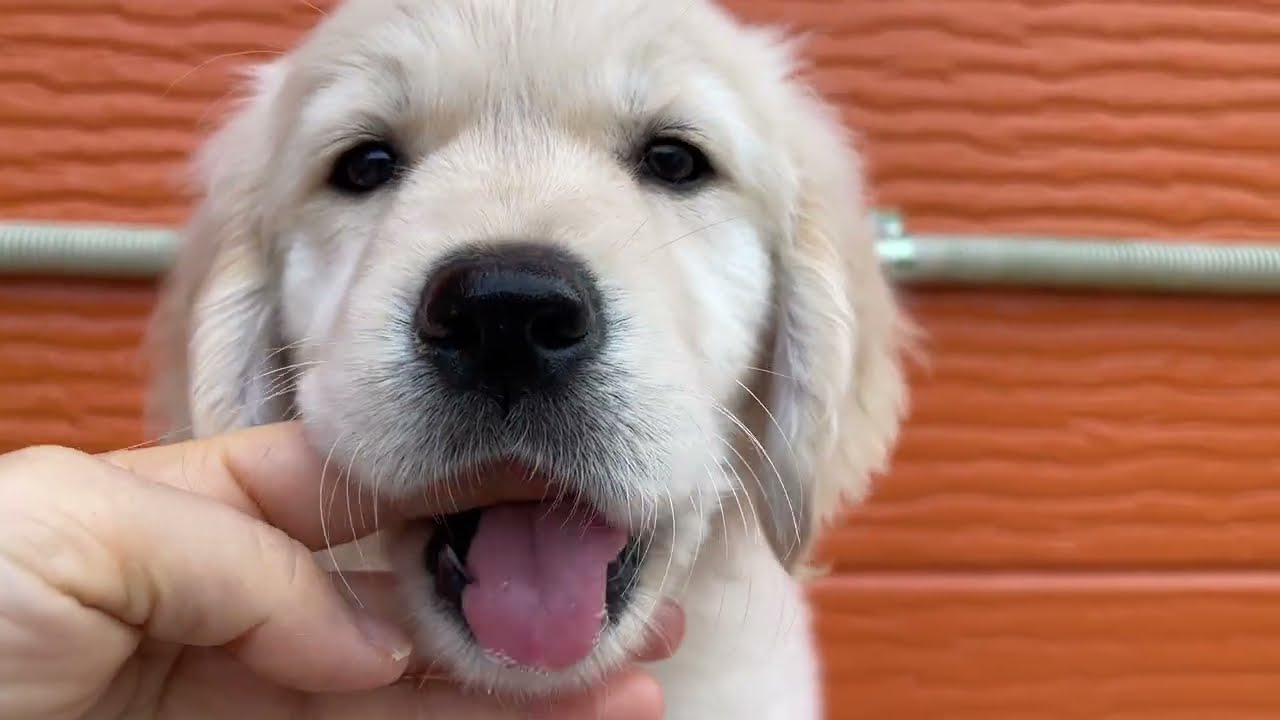 あやねの子犬21番ちゃん2026 3 6撮影