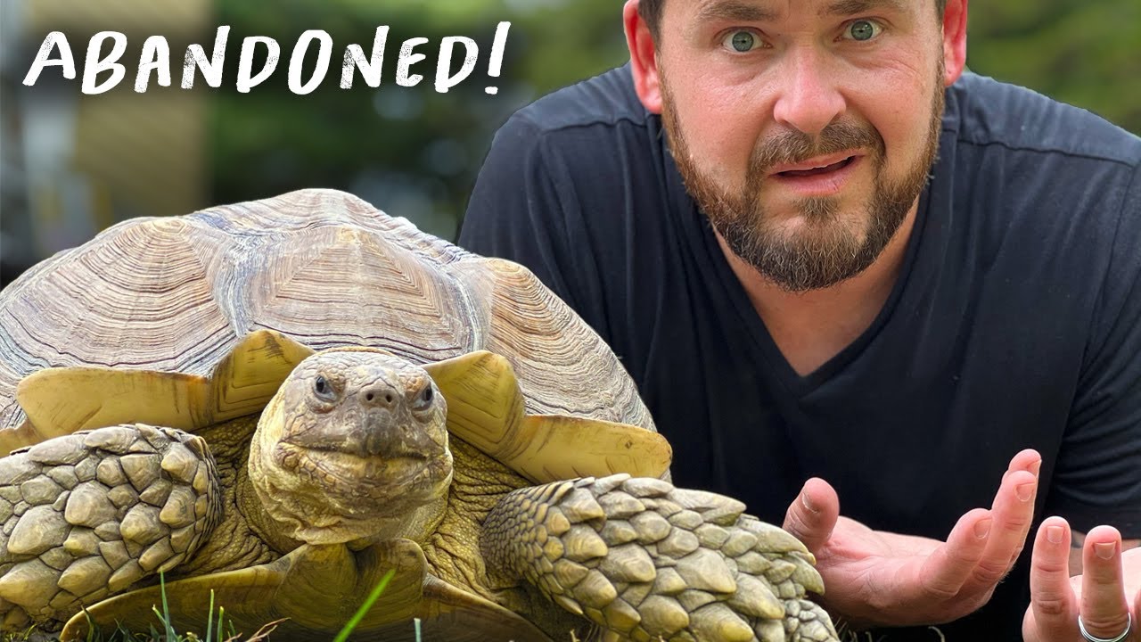 HUGE Tortoise Found In NJ YouTube huge-tortoise-found-in-nj-youtube