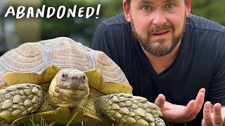 HUGE Tortoise Found in NJ!!