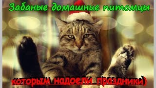 ДОМАШНИЕ ПИТОМЦЫ КОТОРЫМ НАДОЕЛИ ПРАЗДНИКИ PETS WHO ARE TIRED OF THE HOLIDAYS ДОМАШНИЕ ПИТОМЦЫ КОТОРЫМ НАДОЕЛИ ПРАЗДНИКИ PETS WHO ARE TIRED OF THE HOLIDAYS