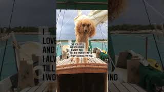 Love my dog  #sail #cutedog #dog