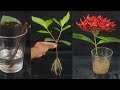 Easy Way to Propagate Ixora/ Rangan Plants From Cuttings by Water