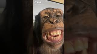 Sakız çiğneyen maymun monkey chewing gum #monkey #monkeys #keşfet #keşfetteyiz #adana #god #season Resimi