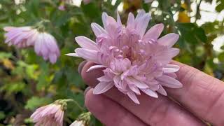 картинка: Тюмень. Как зимует хризантема #саженцы #цветы #garden #сад #дача #хризантема #садоводничество #сорт 