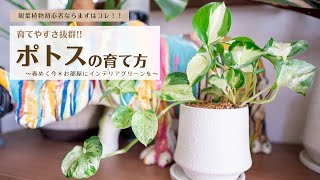 【まずは＊ポトス＊から観葉植物を育ててみよう】初心者にもオススメのお手軽観葉植物！ポトスの育て方