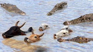 Danger! Herd of Cows Crossing the River Was Brutally Attacked by a Herd of Giant Crocodiles