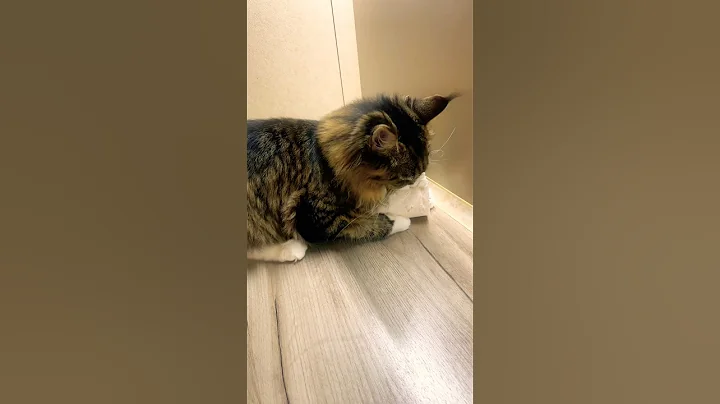 Video 11513991: mainecoon cat funnycat, maine coon kitten, maine coon fun