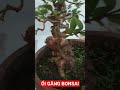 ỔI GĂNG | NHÀ VƯỜN HÙNG OANH