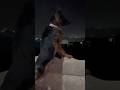1 din k liye C M banoge #doggielife #ytshorts #doglove #ternding