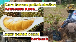Download Lagu CARA TANAM BENIH DURIAN MUSANG KING | DURIAN MUSANG KING BERBUAH LEBAT DAN RASANYA TERBAIK | EP 78 MP3