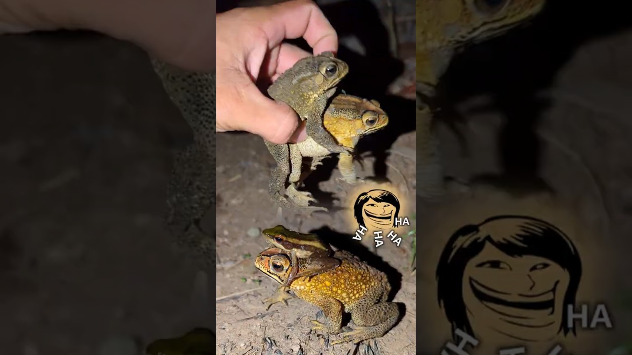 FUNNY TOAD FOR LAUGH | Catching frogs HAHAHA | Frogs jumping funny