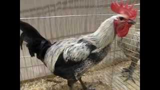 Langkräher Denizli, Longcrower Denizli, National Poultry Show