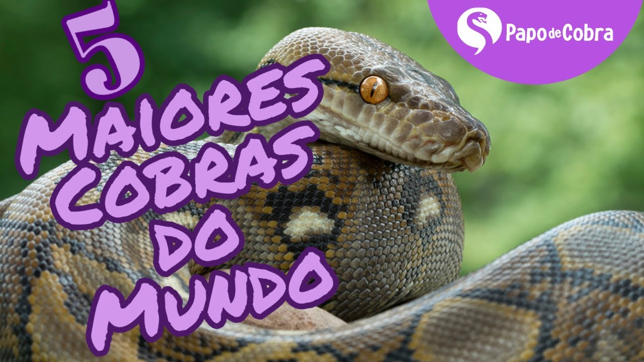 Maiores cobras do Mundo | Cobras do Mundo | Papo de Cobra