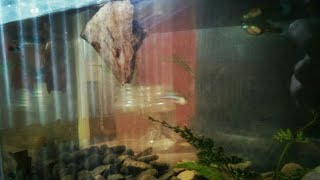 Download Lagu Indian Almond Leaves on Guppy Tanks and 45 Days Old Guppy Fries Update MP3