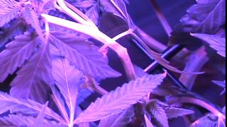 CLONE TEST,MORE RESIN BY 1000 CUTS,SUPERCROP TEST