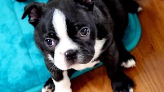 Boston Terrier Puppies - Week 6 by BrownstoneBostonTerriers 8,368 views 7 years ago 1 minute, 51 seconds