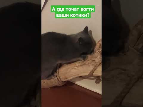 Самодельная когтеточка для кошки🐈 Homemade scratching post for a cat. #shorts #cat