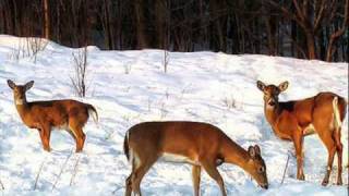 Video thumbnail of "Rudolph The Red-Nosed Reindeer By Fats Domino"