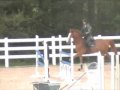 6yo gelding belgium