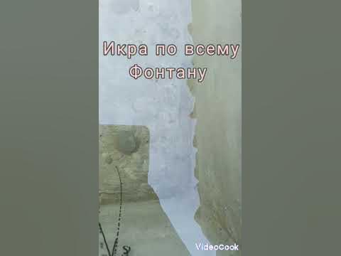 икра жаб /жабы - YouTube