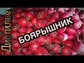 💥🍷Настойка на боярышнике🍷💥