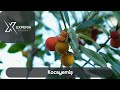 Yenilebilir Yabani Meyveler : Kocayemiş ( Arbutus unedo ) / Yabani Yemişler