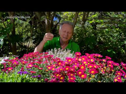 Video: Plantas de rocalla a las que les gusta el sol: Cómo plantar un jardín de rocas a pleno sol