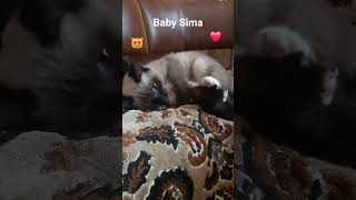 Download Lagu Baby Sima 😻😽😺😸😼🥰😘❤️❤️ MP3