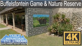 Buffelsfontein Game & Nature Reserve 4k