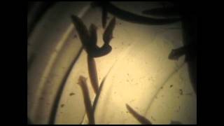 CLADOGRAM--5 BILATERANS