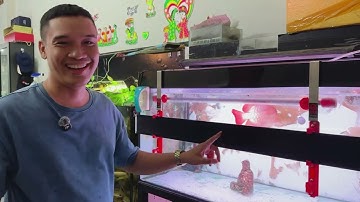 Review sau gần 1 năm TANNING bé HUYẾT LONG bằng ĐÈN ỐNG RDI có gì thay đổi ???