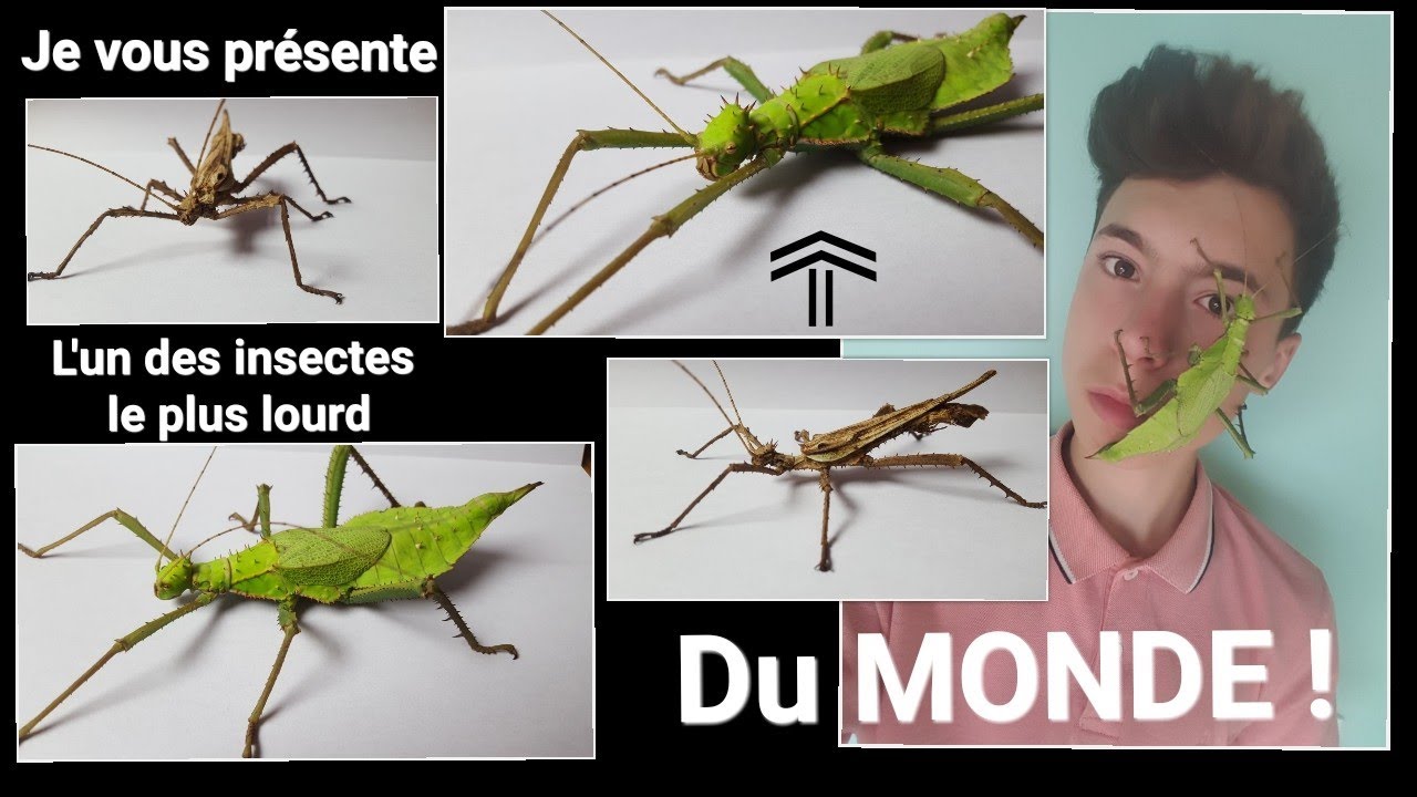 VOICI L'UN DES INSECTES LE PLUS LOURD AU MONDE ! VOICI L'UN DES INSECTES LE PLUS LOURD AU MONDE !
