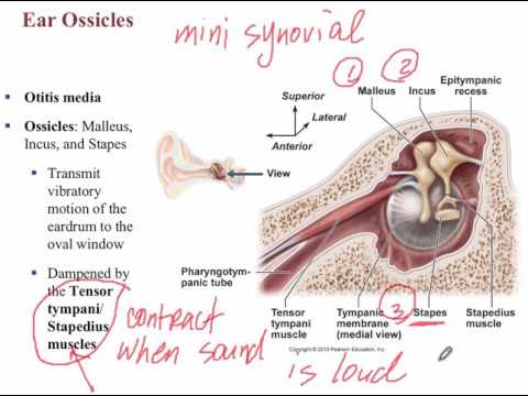 Lecture D - Hearing & Balance