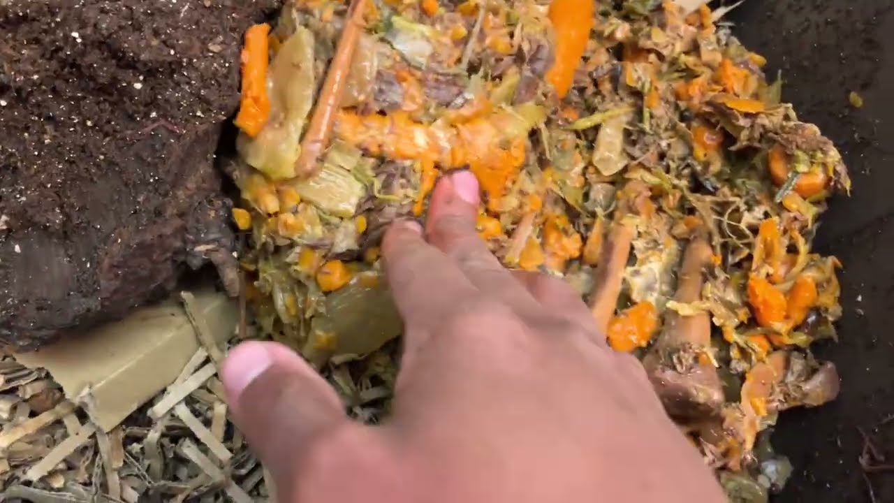 Интенсивное кормление для нашего контейнера с червями для продуктов животного происхождения — бул...