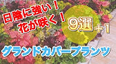 日陰の花壇にパンジーを植えた結果 園芸 ｶﾞｰﾃﾞﾆﾝｸﾞ Youtube