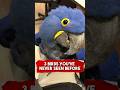 3 Birds You’ve Never Seen Before 👀 🦅 #animals #birds #fyp #richyanimals