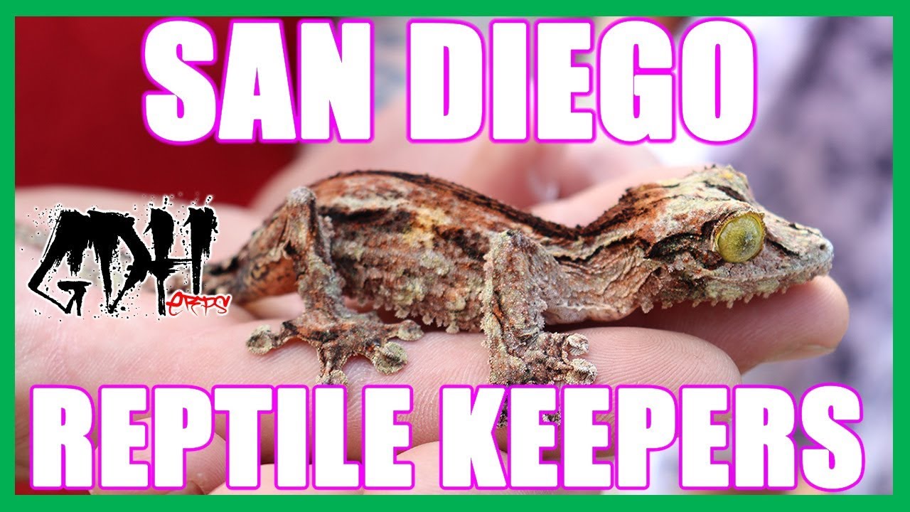 KIDS LOVE REPTILES!!! - YouTube