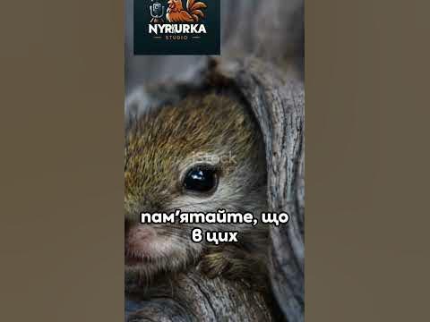 Цікаві факти про білок - YouTube