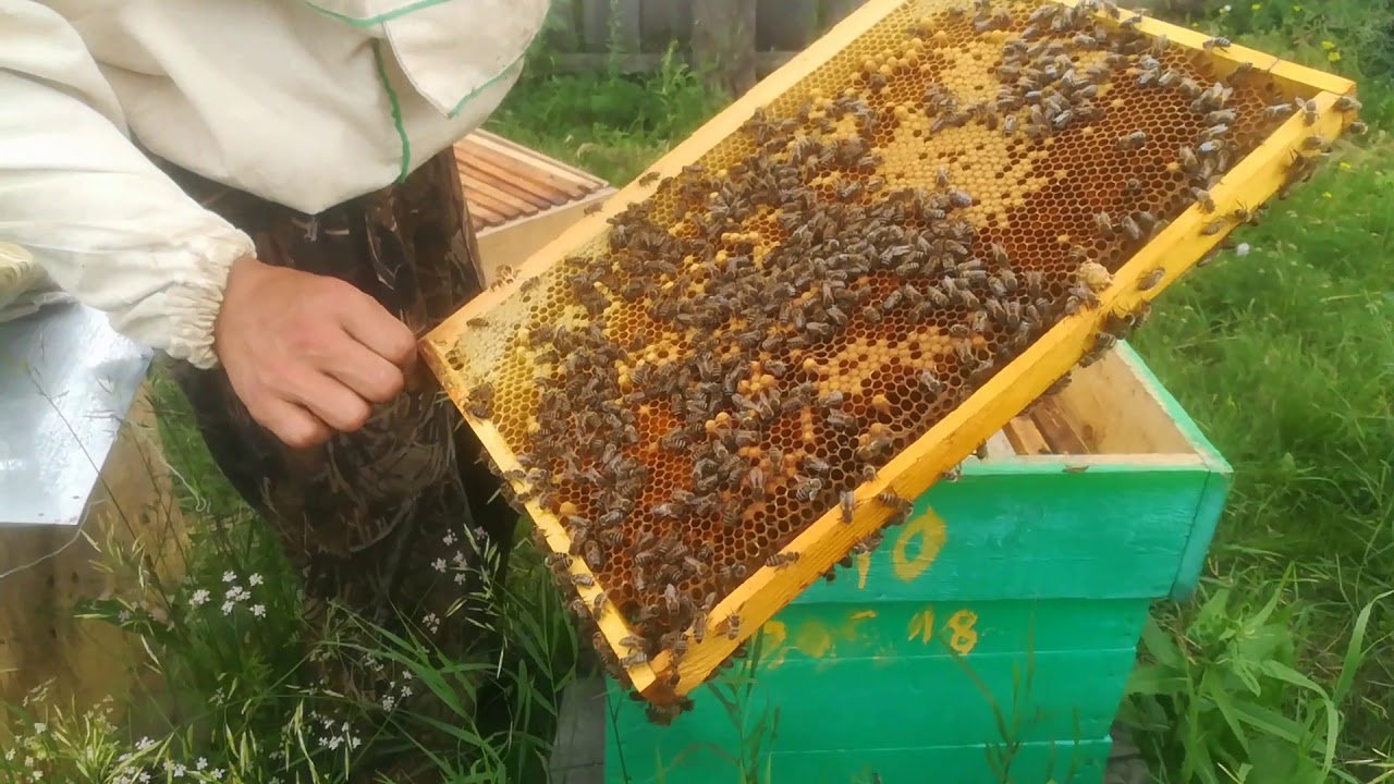 Купить семью пчел. Пчелиная семья ютуб канал. Сколько стоит пчел семья Таджикистан.
