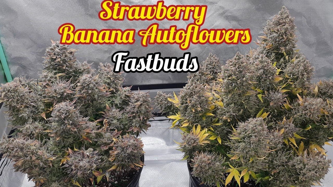 Автоцветущие сорта клубники и банана, готовые к сбору урожая, Fastbuds, светодиодная фитолампа Ma...