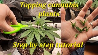 How to top our cannabis plants: Step by step tutorial