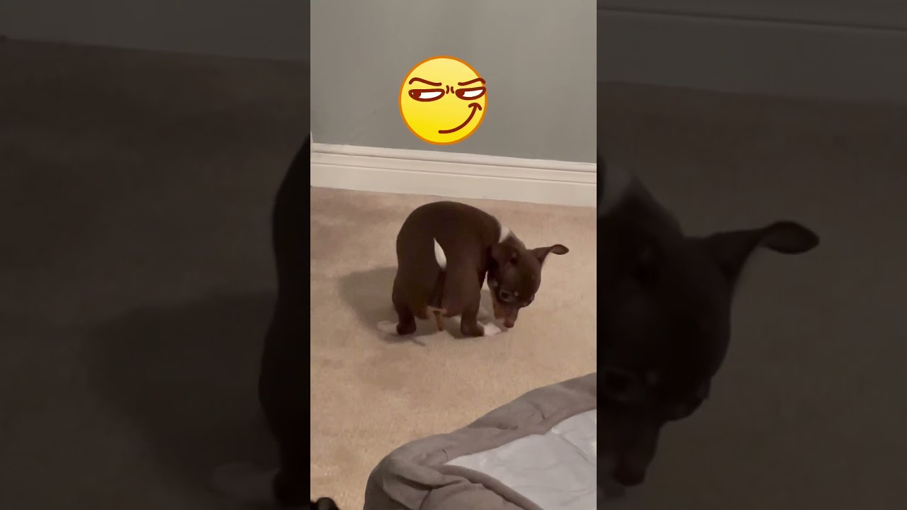  64 10 Week Old Chihuahua Puppies Chocolate Can You Go To The Bathroom Do It