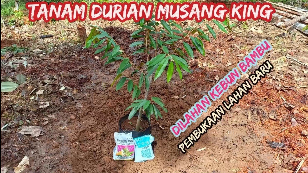 Cara Menanam Durian Musangking Agar Cepat Besar Dan Berbuah