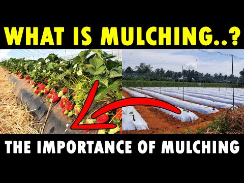 MULCHING - New Agriculture Technology | What is Mulching | Benefits of Mulching in Agriculture