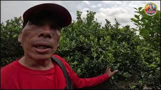 Paano kami magpabulaklak ng calamansi sa tag ulan para ani ng Disyembre