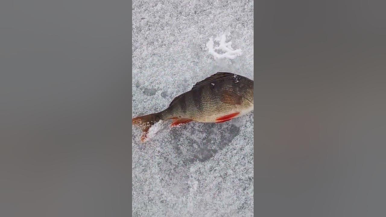 Окунь на лісотку @Poshukailo73 #украина #bigfish #окунь #рыболовля # ...