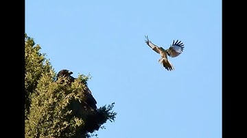 Mockingbird attacking a Hawk