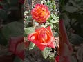 butiful flower 🌹