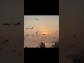 Bol Kaffara Kya Hoga | 💔🌙 Aesthetic Status | Chill Vibezs