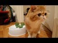 BRINGING HOME OUR EXOTIC SHORTHAIR KITTEN | SVEN AND ROBBIE の動画、YouTube動画。